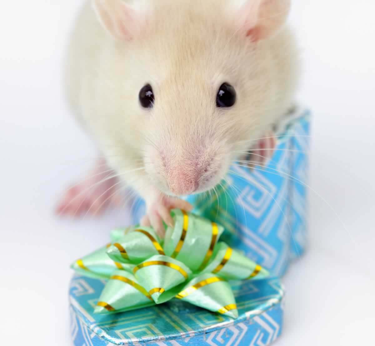 Holiday Gift Giving, Part 2