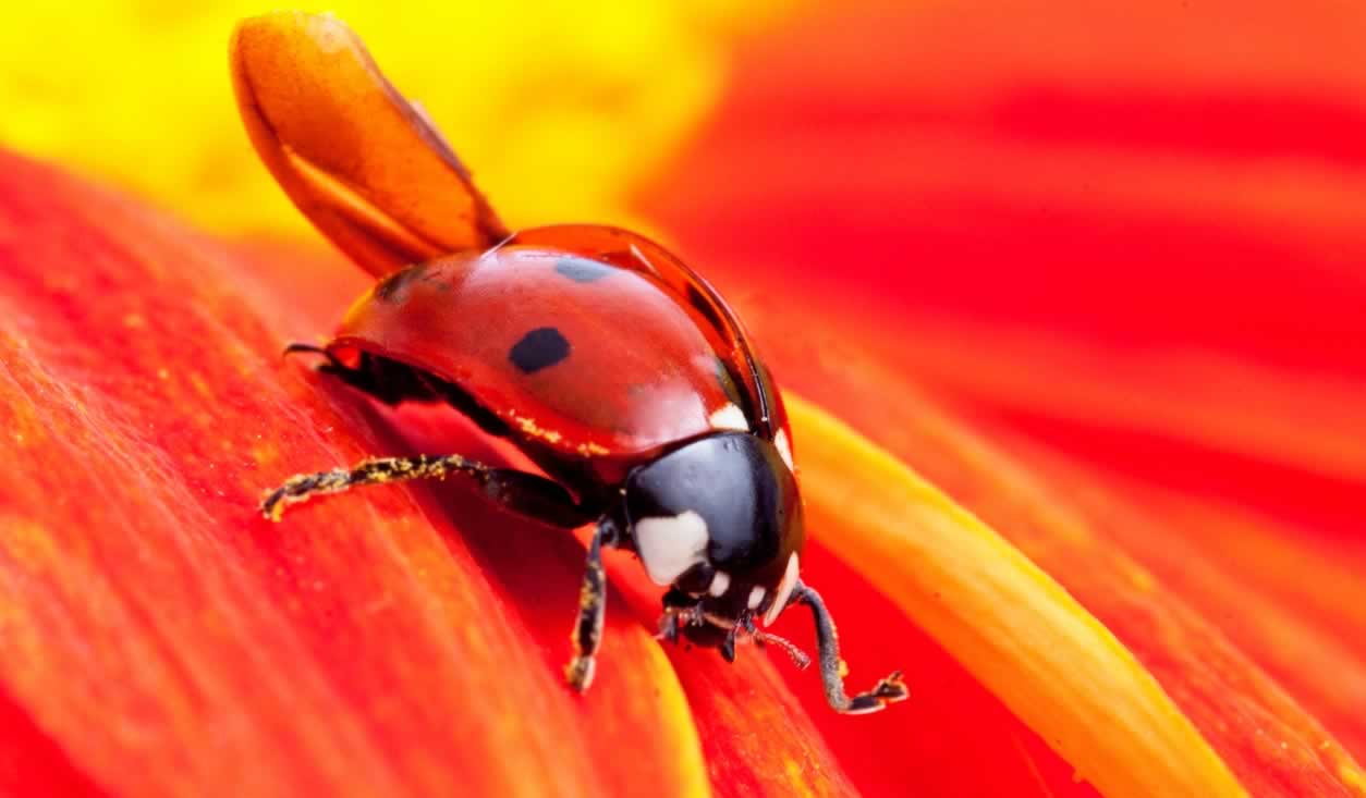 Why Animal Rights? PETA