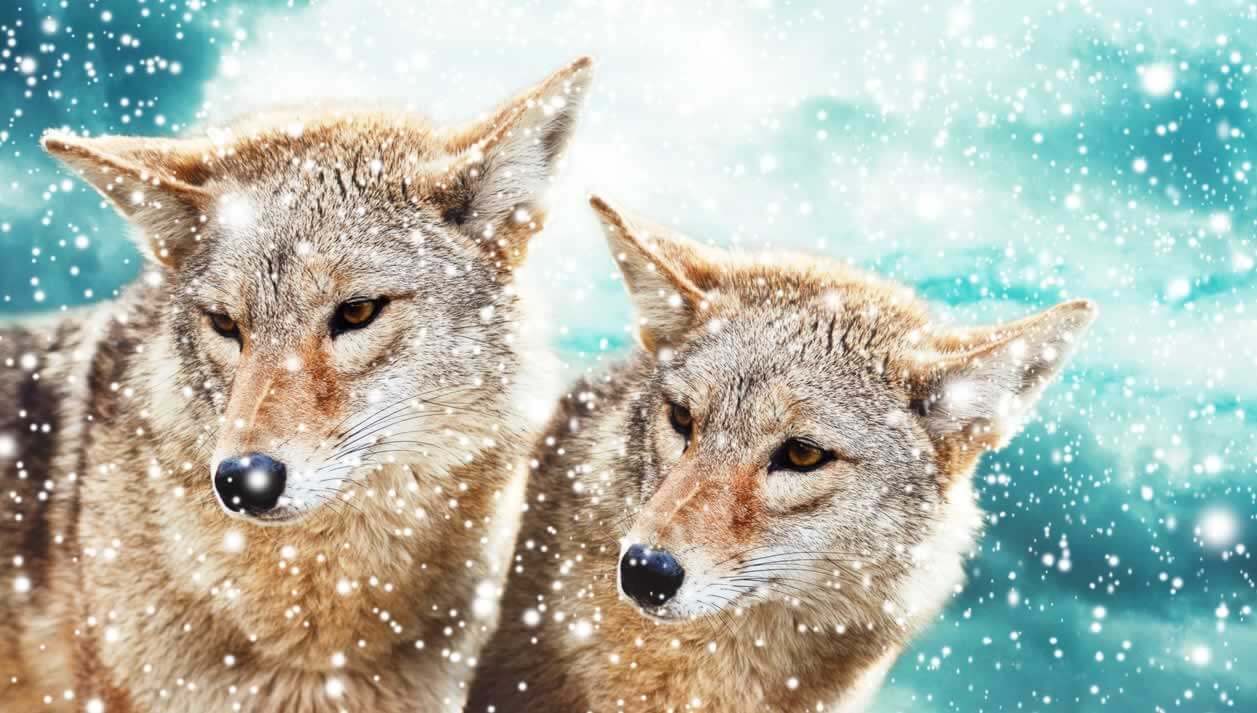 coyotes and other animals who mate for life