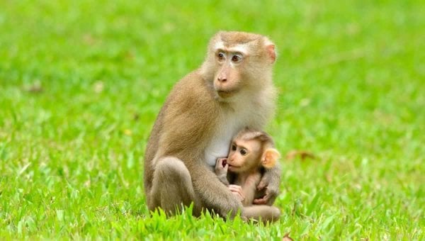 Adult pig tailed macaque seated on grass and holding baby in lap