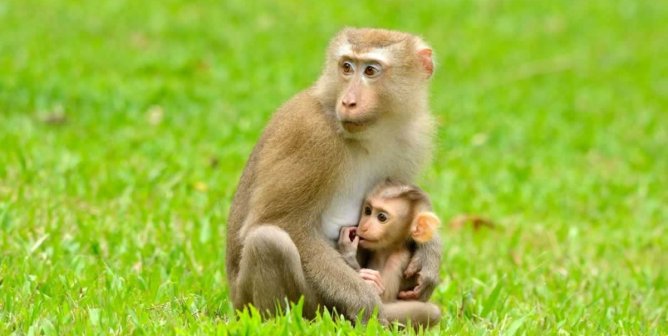 Adult pig tailed macaque seated on grass and holding baby in lap