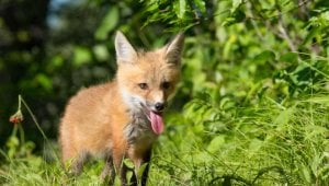 Cute baby fox in the wild