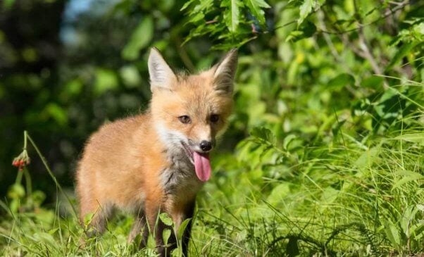 Cute baby fox in the wild