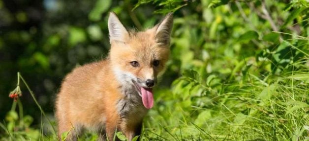 Cute baby fox in the wild