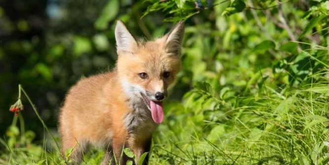 Cute baby fox in the wild