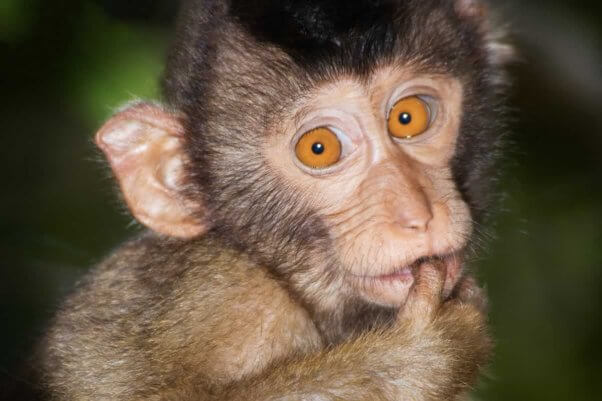 Close-up of adorable young macaque in the wild