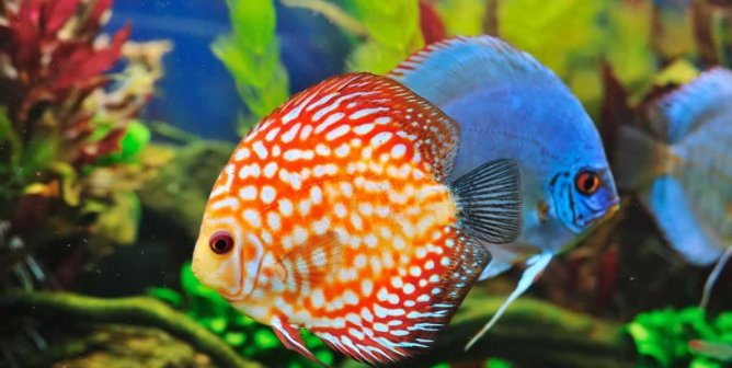 Pretty orange-and-white fish