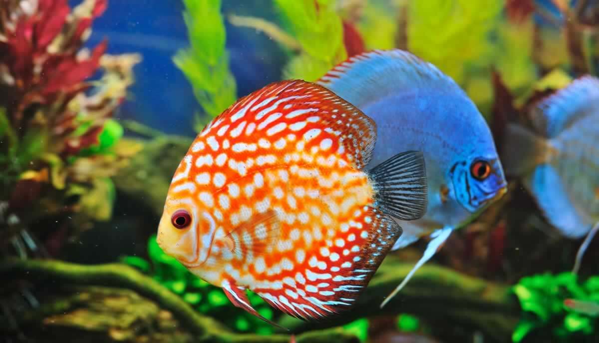 Pretty orange-and-white fish