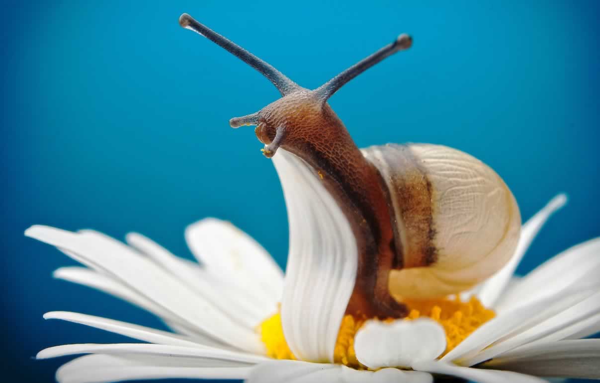 Close-up of snail on daisy