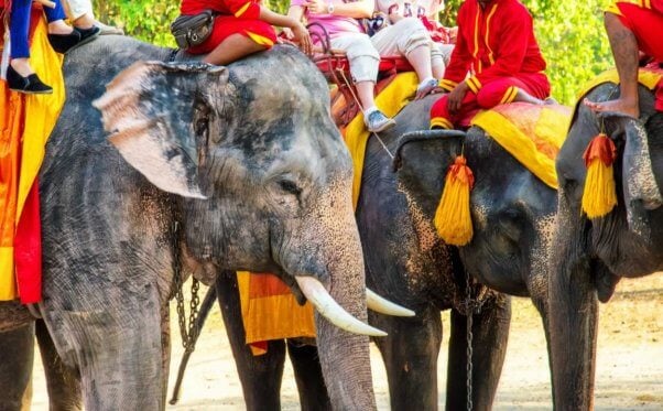 Elephants giving rides to tourists