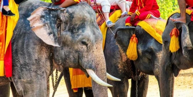 Elephants giving rides to tourists