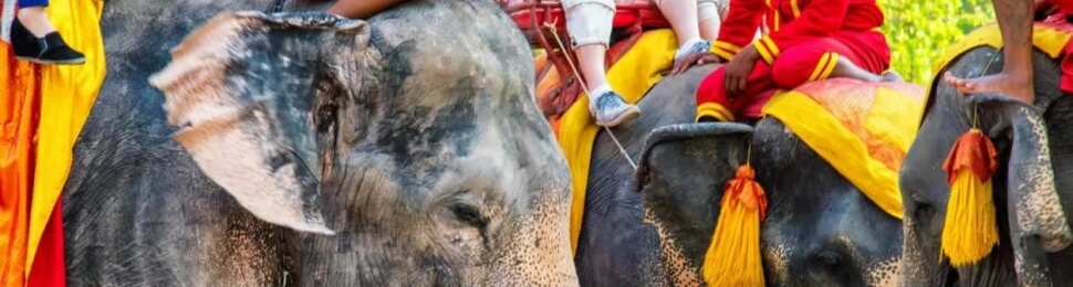 Elephants giving rides to tourists