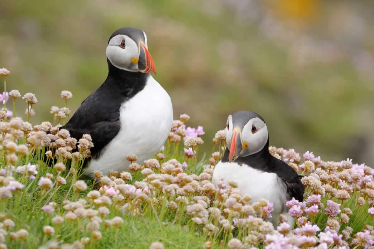 puffins and other animals who mate for life