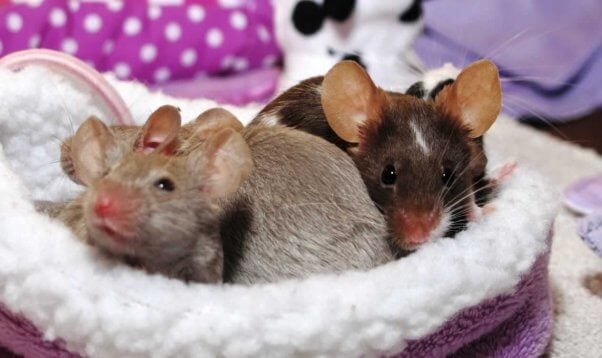 pet shop mice