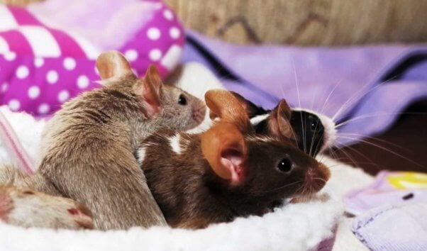 Three cute mice in snuggly bed