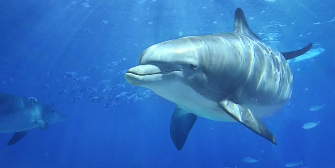 Dolphin swimming in blue water with other animals in background