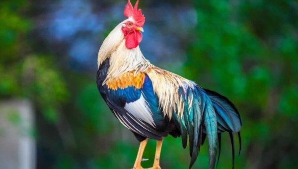 Rooster photographed against background of plants
