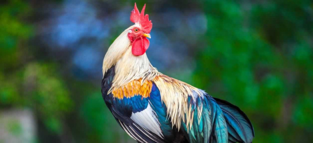 Rooster photographed against background of plants