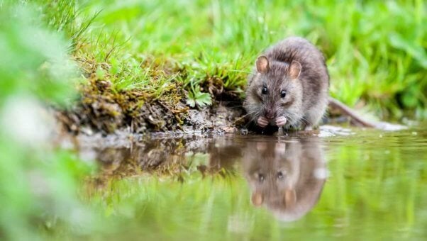 Cute black rat reflected in water