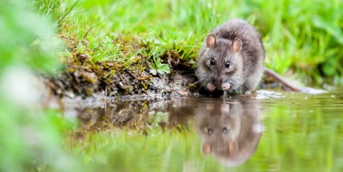 Cute black rat reflected in water