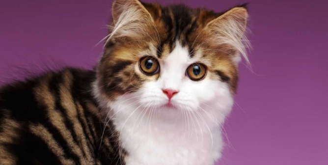 Adorable fluffy kitten turning head to face camera