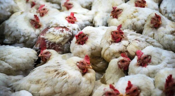 Chickens crowded into small space, patches of feathers missing