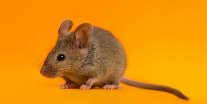 Cute brown mouse in front of orange background