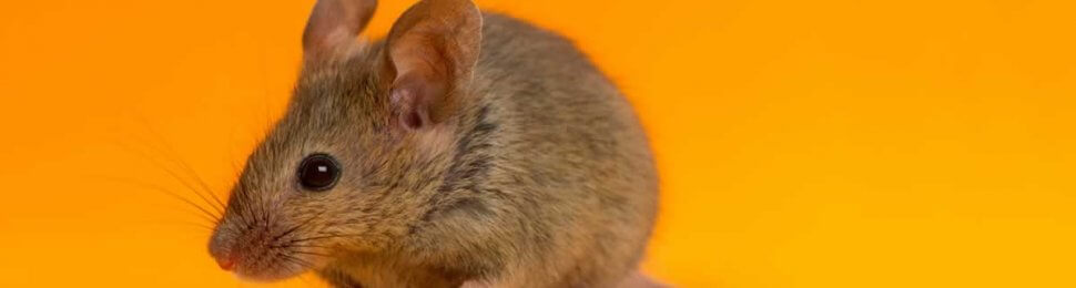 Cute brown mouse in front of orange background