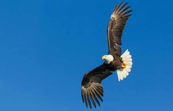 Bald eagle in flight