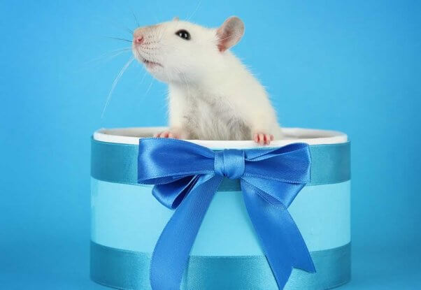 Domestic white rat standing up in small blue gift box