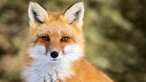 Close-up of fox looking directly at camera