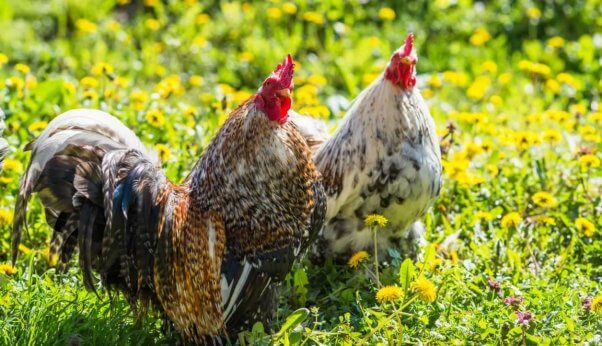 Two chickens in sunny field of flowers