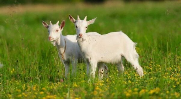 Two cute white goats standing in field