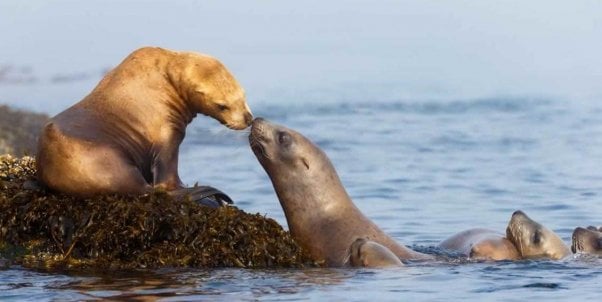 Two sea lions touching noses