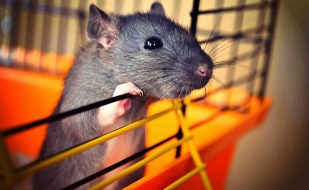 Companion rat peeking out of open door of orange cage