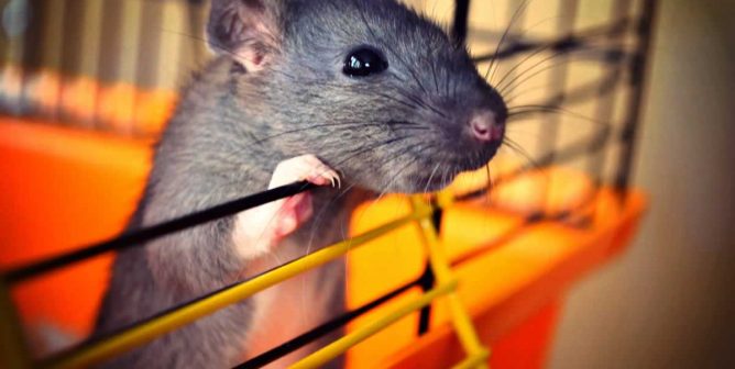 Companion rat peeking out of open door of orange cage