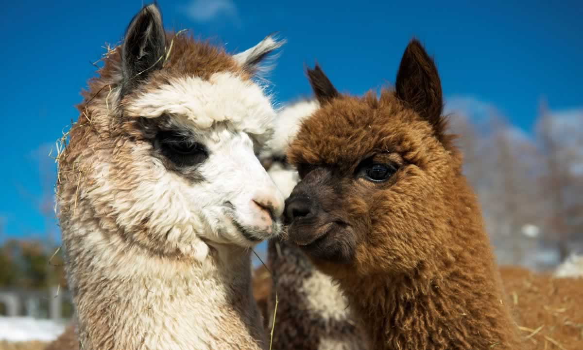 Adorable alpacas with faces touching