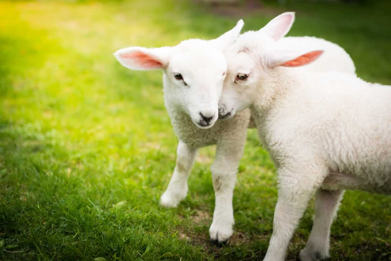 Two adorable lambs being affectionate