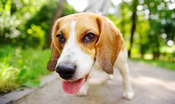 Cute beagle looking at camera