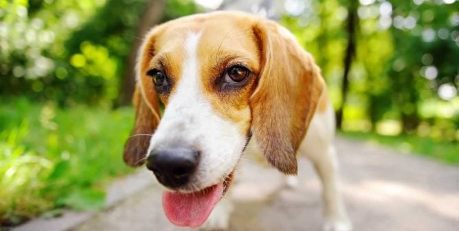 Cute beagle looking at camera