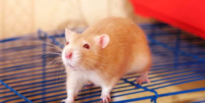 Companion rat on top of cage