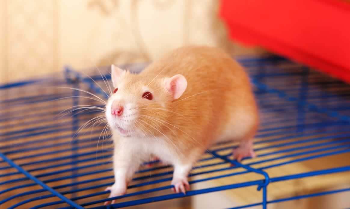 Companion rat on top of cage