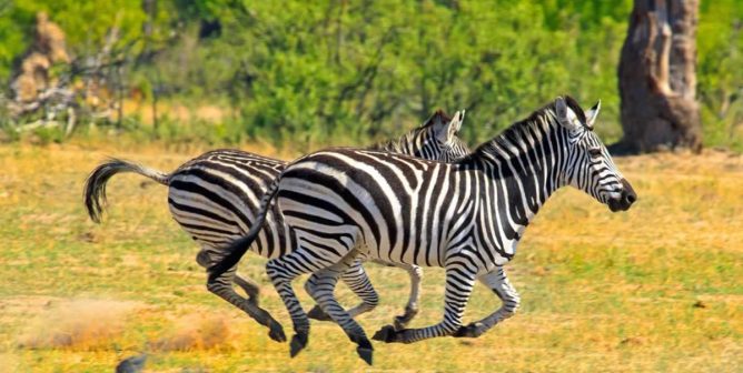 Three Zebras Escaped Jerry Holly’s Exploitation—One Was Killed, the Other Two Were Relegated to His Hopeless Farm