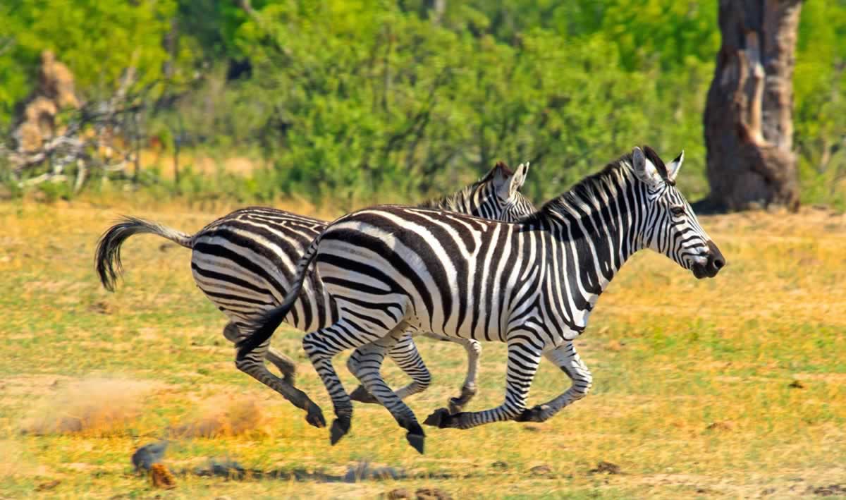 Two zebras in the wild galloping across open land