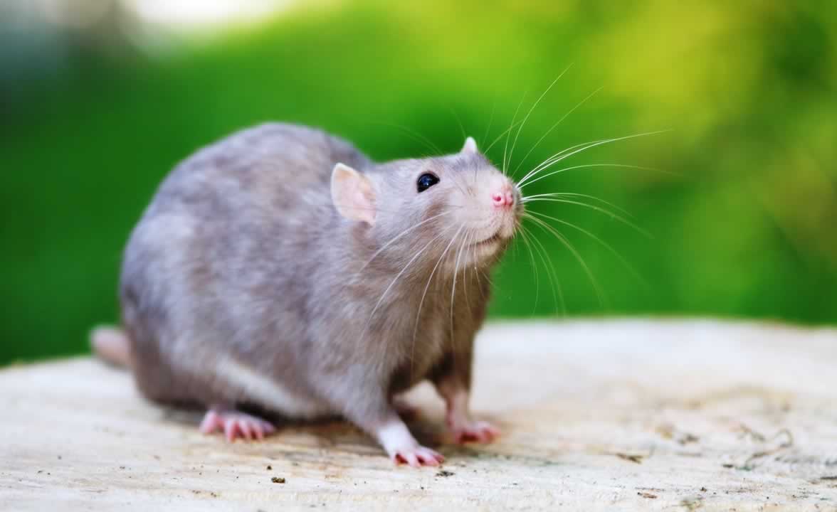 Cute domestic gray rat poses outside