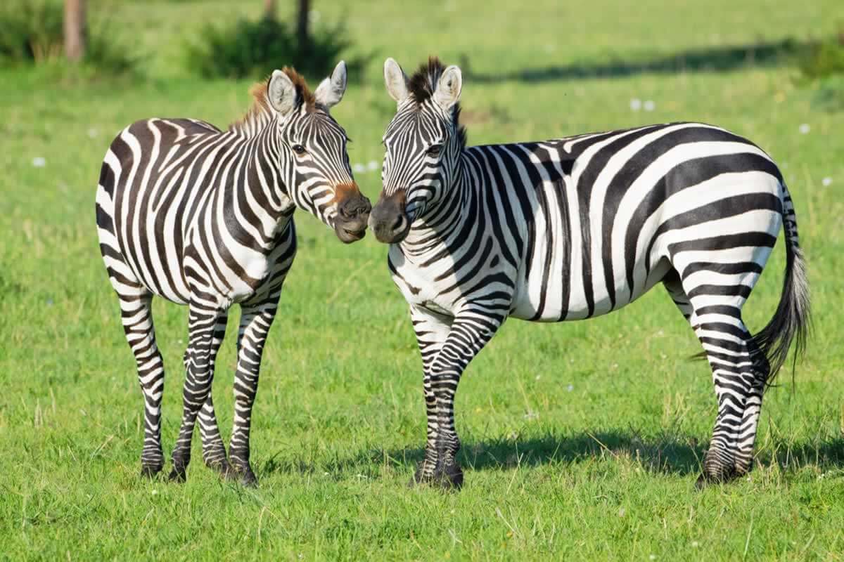 Two zebras standing in green grass with their noses almost touching