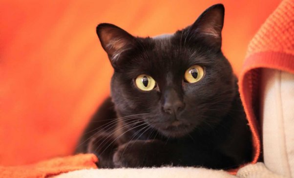 Cute black cat lying on orange blanket