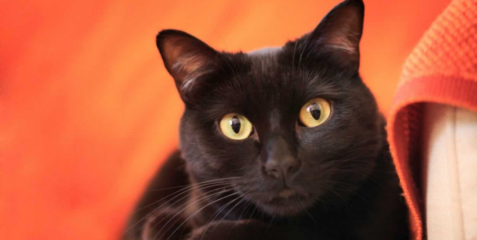 Cute black cat lying on orange blanket