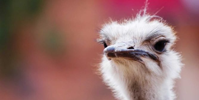 Urge Gucci, Prada, and Louis Vuitton to Ban Ostrich and Other Exotic Skins!