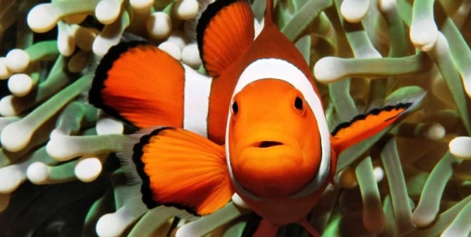 Cute clownfish turned toward camera